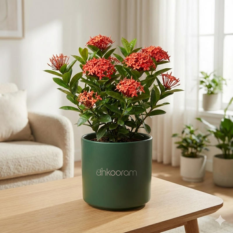 Ixora (Rugmini)