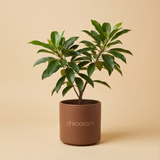 Sapota Plant (Chikoo)