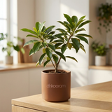 Sapota Plant (Chikoo)