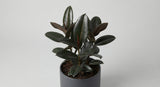 Rubber Plant