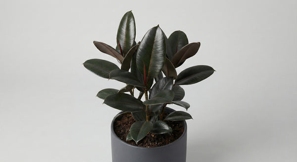 Rubber Plant
