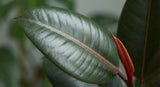 Rubber Plant