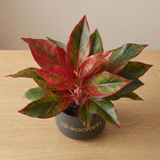 Aglaonema Red Valentine Plant