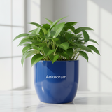 Calathea Sanderiana