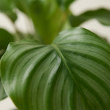 Calathea Green