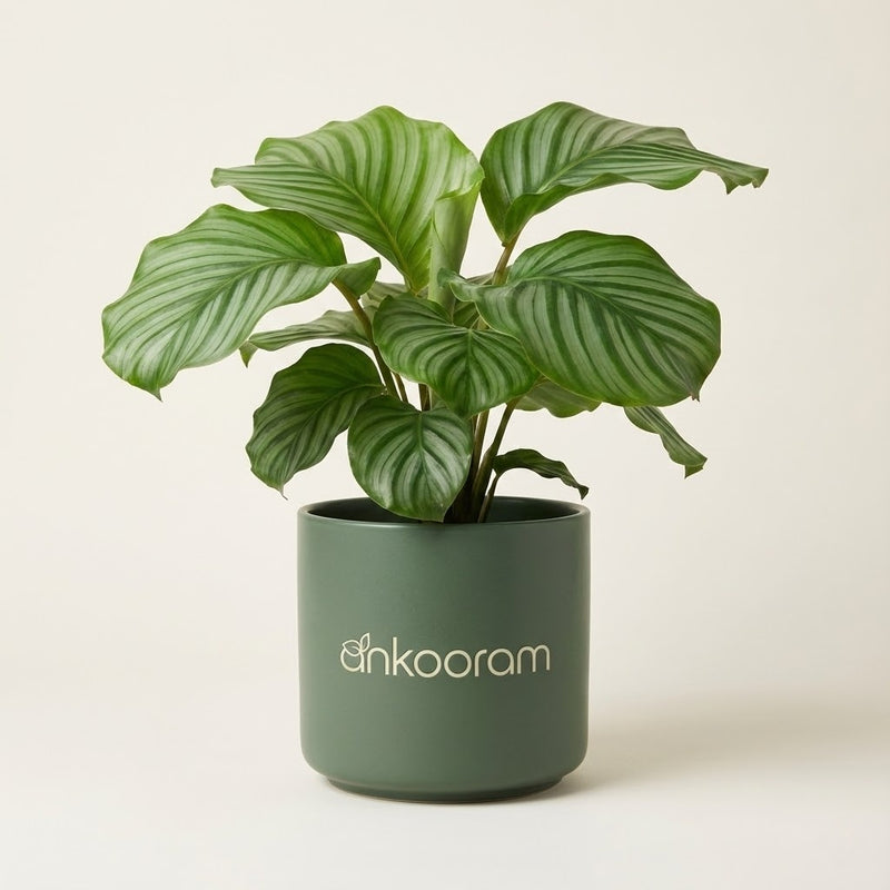 Calathea Green