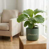 Calathea Green