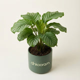 Calathea Green