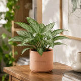 Aglaonema Snow White Plant