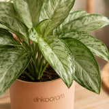 Aglaonema Snow White Plant
