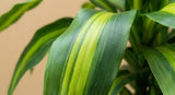 Dracaena fragrans
