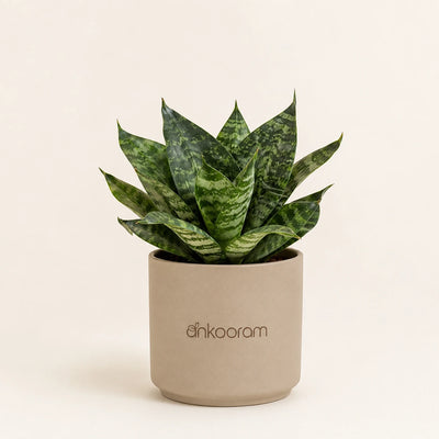 Dwarf Green Snake Plant
