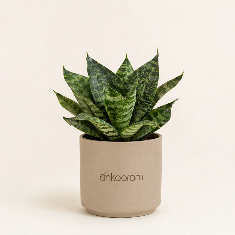 Dwarf Green Snake Plant
