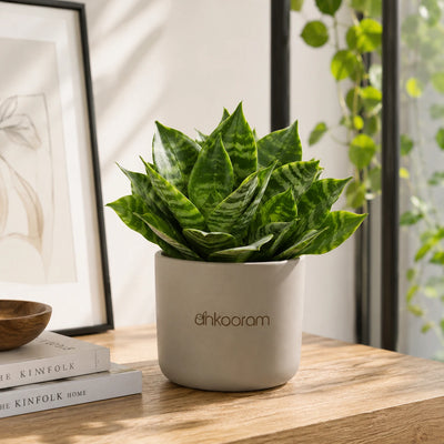 Dwarf Green Snake Plant