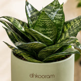 Dwarf Green Snake Plant