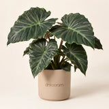 Alocasia Plant