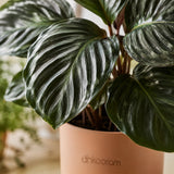 Alocasia Plant