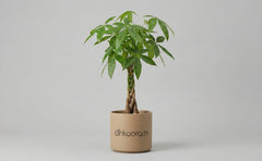 Indoor Plants