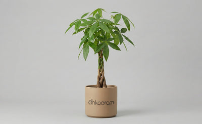 Money Tree Plant