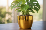 Calathea Sanderiana