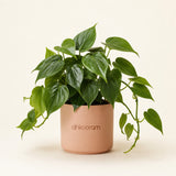 Heartleaf Philodendron Plant