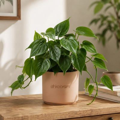 Heartleaf Philodendron Plant