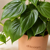 Heartleaf Philodendron Plant