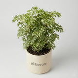 Snow Bush Aralia