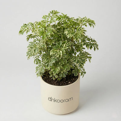 Snow Bush Aralia