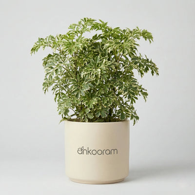Snow Bush Aralia