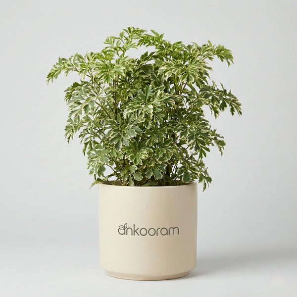 Snow Bush Aralia