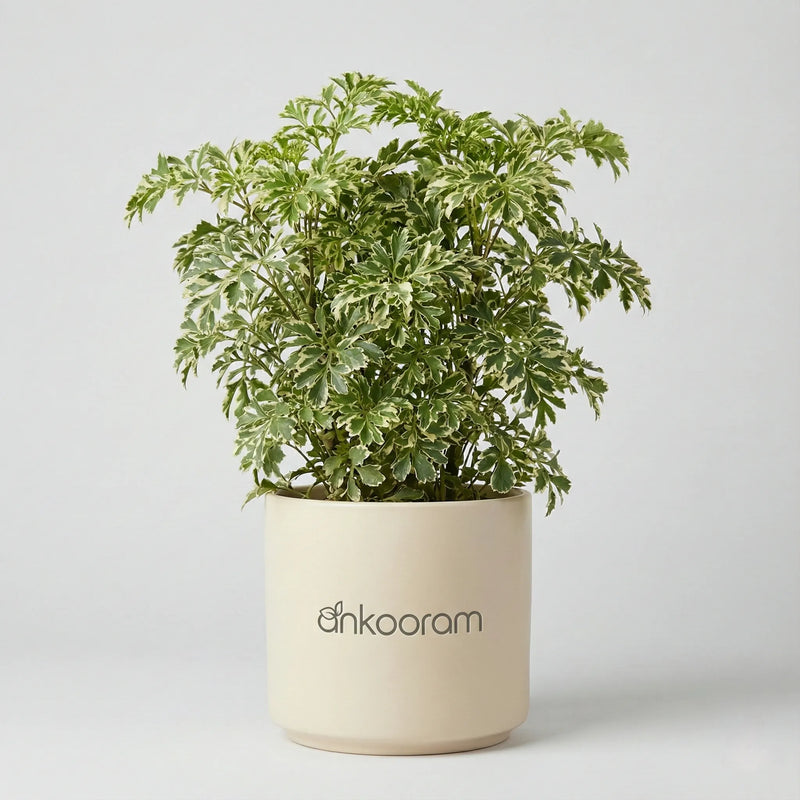 Snow Bush Aralia