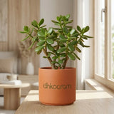 Jade Plant