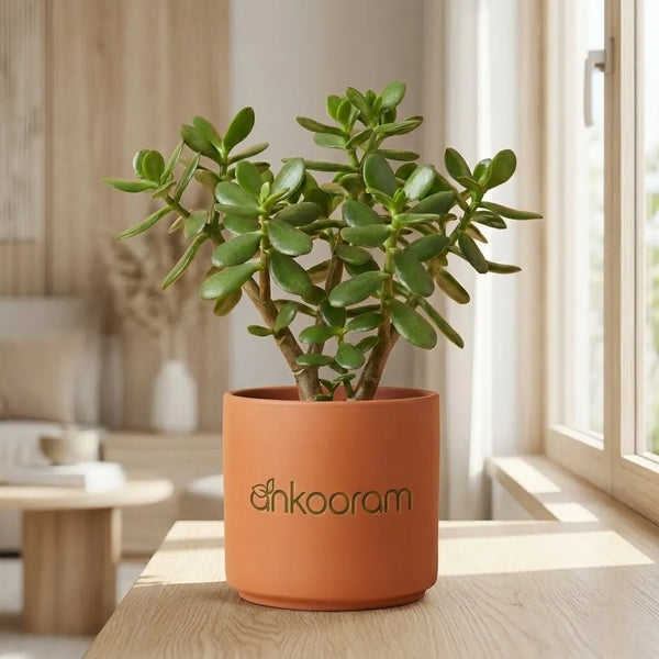 Jade Plant