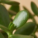 Jade Plant
