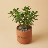 Jade Plant
