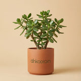 Jade Plant