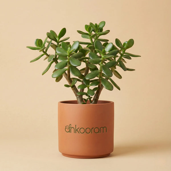 Jade Plant