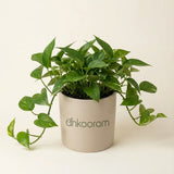 Money Plant
