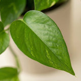 Money Plant