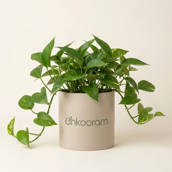Money Plant