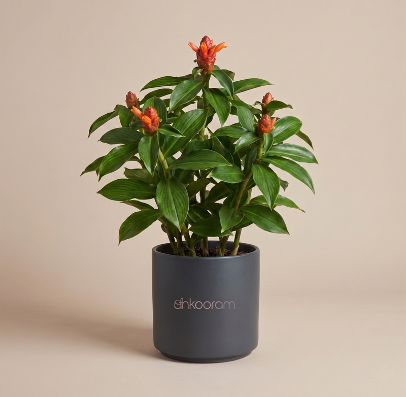 Insulin Plant (Costus Igneus) – Medicinal Live Plant
