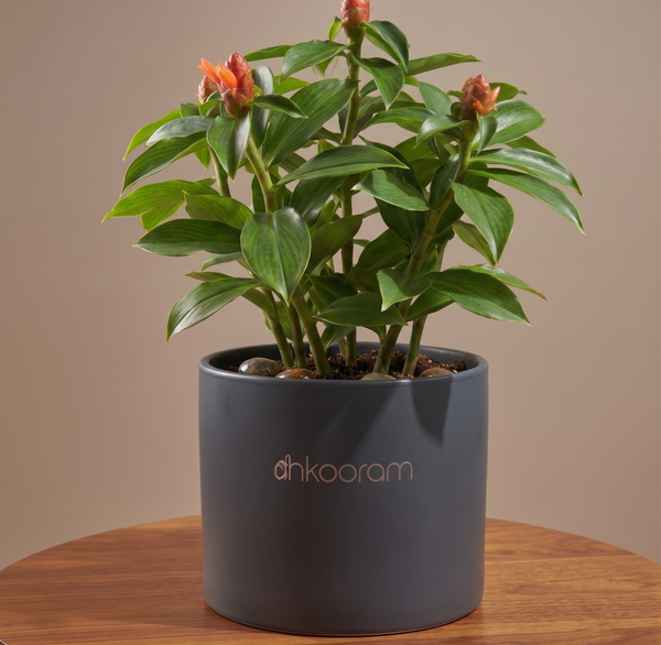 Insulin Plant (Costus Igneus) – Medicinal Live Plant