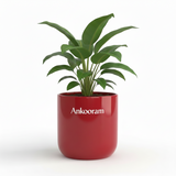 Calathea Sanderiana
