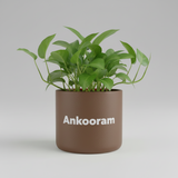 Calathea Sanderiana