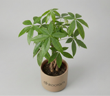 Money Tree Plant