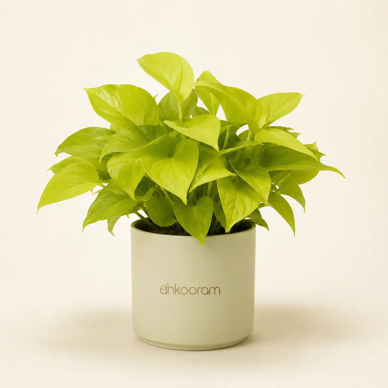 Neon Pothos