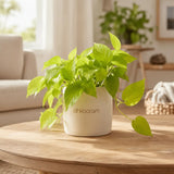 Neon Pothos