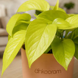 Neon Pothos