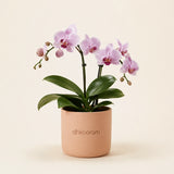 Phalaenopsis Orchid Plant